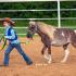 Hernando Saddle Club